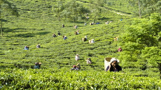 Lush field of tea pickers