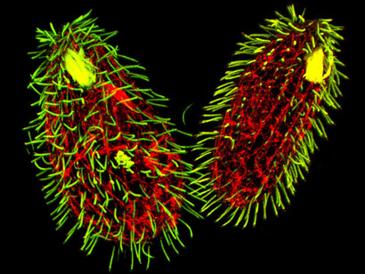 Par de «Tetrahymena thermophila» reproduciéndose