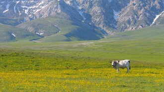 Paesaggio montano con bestiame al pascolo: "Chi non ha mai vissuto l’esperienza di ritornare dopo molto tempo da adulto nel luogo in cui ha vissuto da bambino e di trovarlo totalmente stravolto?"