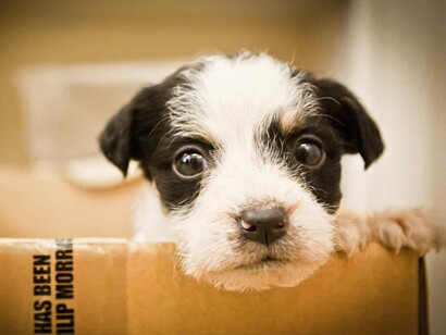 Un perro en una caja