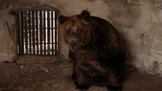 Orso in Trentino Alto Adige, Italia 