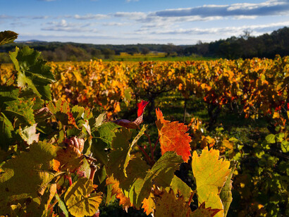 Vigneto. Vini africani da scoprire: Enopolio di Dodoma e la rinascita della tradizione vitivinicola