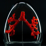 Alexandra Daisy Ginsberg. Courtesy of Vitra Design Museum