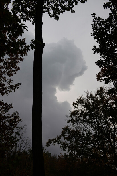 Göran Gnaudschun, Eichen und wolke, 2024. Göran Gnaudschun, mit freundlicher Genehmigung der Galerie Poll