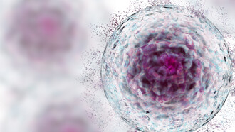 A senescent cell up close