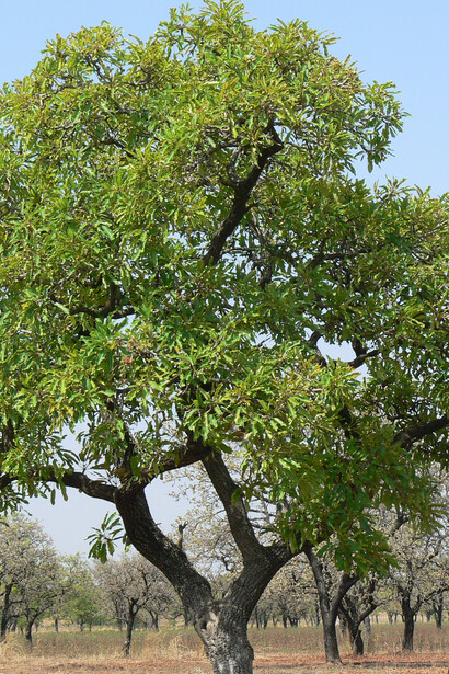 The Neem Tree