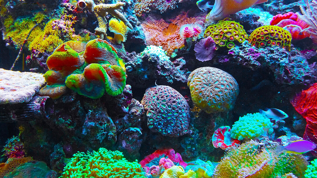 Barriera corallina
