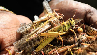 Another plague is hitting the poor, destroying livelihoods of millions of people in seconds