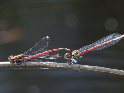 Large Red Damselflies in tandem, Ashdown Forest © Gehan de Silva Wijeyeratne
