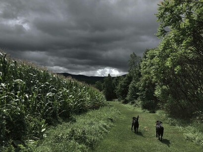 Stowe, Vermont's hiking trails led by man's best friend. Photo by Jamie Edwards