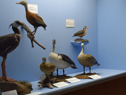 Bird Hall. Courtesy of Carnegie Museum of Natural History