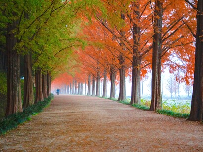 Rua com árvores durante o outono