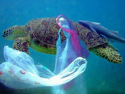 Many marine animals are dying or injuring because of our plastic