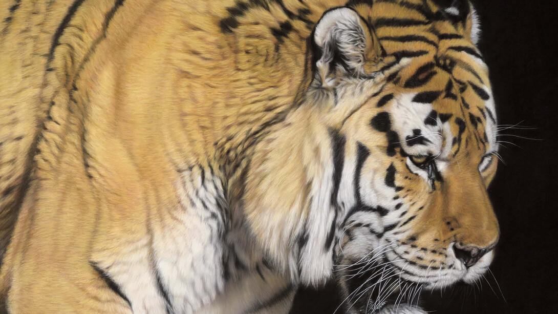 Gary Stinton, Amur Tiger - Close Encounter III, Pastel on museum board, Signed, 40 x 36ins (101.5 × 91.5 cm)