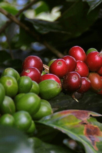  Lucaffè è nota anche per il design sofisticato delle sue tazzine e macchine da caffè, che combinano funzionalità e estetica per migliorare l'esperienza del consumatore

