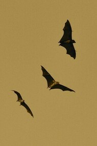 Pipistrelli in volo