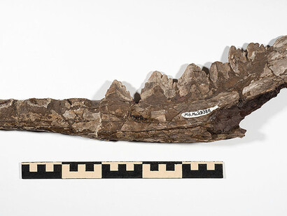 Fossil Mammals. Courtesy of Museum für Naturkunde