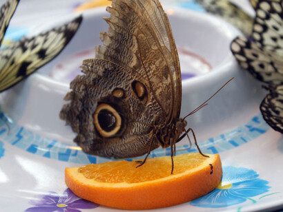 La Galerie des papillons F. Jean MacLeod. Courtesy of Science Nord