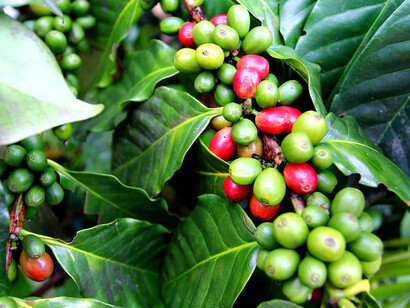 Una pianta di caffè 