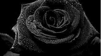 Black rose
