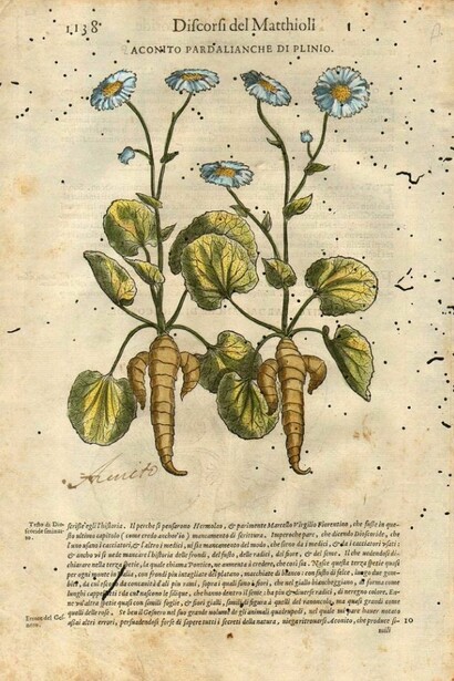 Erbario di Pietro Andrea Mattioli