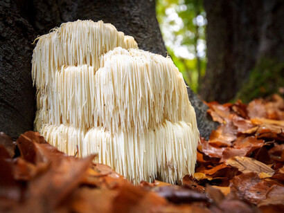 La melena de león («Hericium erinaceus») es un hongo que sido utilizado por la medicina tradicional china por su efecto hipoglucemiante