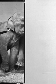 Dovima e gli elefanti con schizzo autografo Yves Mathieu Saint Laurent 
