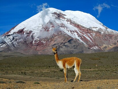 Vicuña en las faldas del volcán Chimborazo, Ecuador. Las vicuñas y alpacas sudamericanas son altamente valoradas en la industria textil por la calidad de su fibra, que es utilizada en la moda internacional