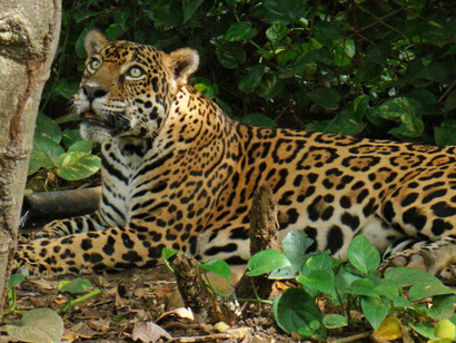 Biodiversidad en Costa Rica
