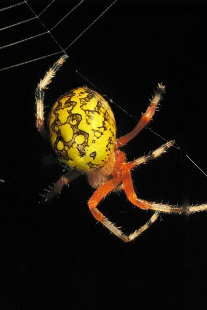Simili a piccoli artisti di strada appesi nel vuoto, vivono l’attesa del quotidiano tra continui ondeggiamenti e sobbalzi