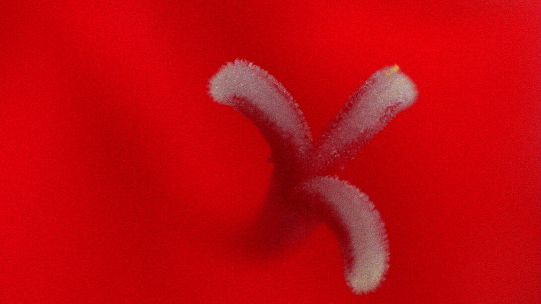 Jayne Parker, A Floral Tribute for Essex Road,  HD video still, 2018 © Jayne Parker, Courtesy Tintype