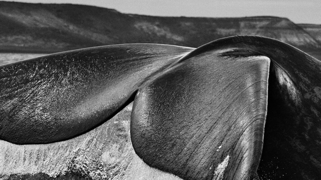 Sebastião Salgado. Courtesy of Sundaram Tagore Gallery