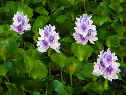 Camalotes, plantas acuáticas originarias de las aguas dulces de las regiones cálidas de América del Sur, en las cuencas Amazónica, y del Plata