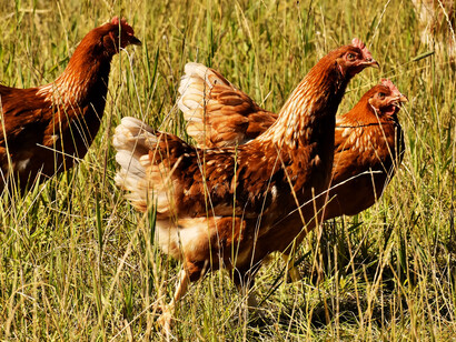 Grupo de gallinas de corral. Por la mañana, se despertó con cacareo de unas gallinas
