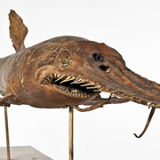 Fishes. Courtesy of Museum für Naturkunde