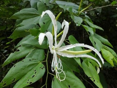 Bauhinia forficata, ou Orquídea Brasileira