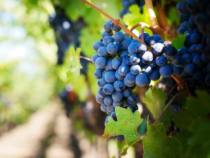 As vinícolas são, sem dúvida, o coração pulsante da região. Caminhar pelo Vale dos Vinhedos é uma experiência quase espiritual. Há um silêncio que conforta, quebrado apenas pelo barulho suave das folhas sendo tocadas pelo vento

