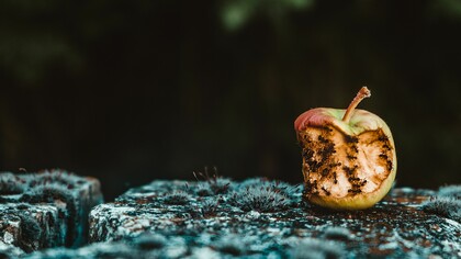 Toneladas de comida desperdiciada