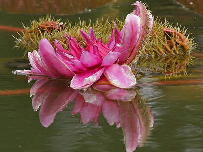 Victoria amazónica gigante luciendo su flor y espinas