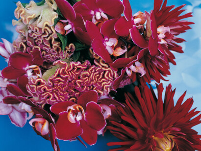 Nobuyoshi Araki, serie Flowers, dettaglio © Nobuyoshi Araki Courtesy Fondazione Cassa di Risparmio di Modena