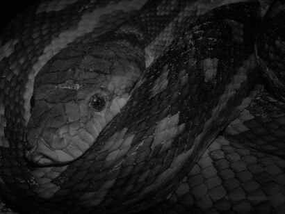 En la Biblia, faraón es la mitad femenina del par de grandes serpientes que Dios creó el quinto día de la creación