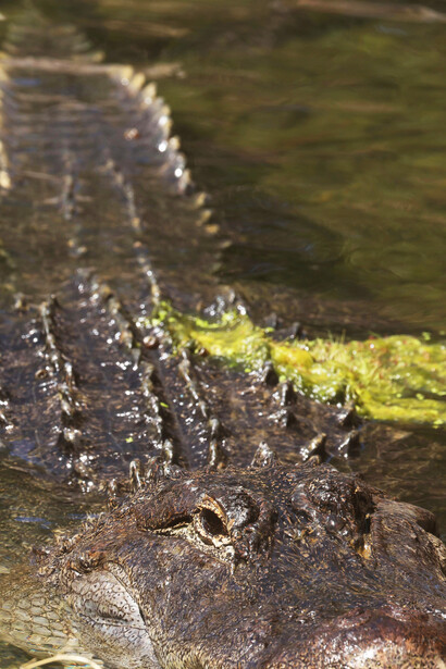 Durante o período Triássico, os crocodilos ancestrais dominaram a terra, enquanto os dinossauros ainda eram pequenos e fugiam de predadores maiores
