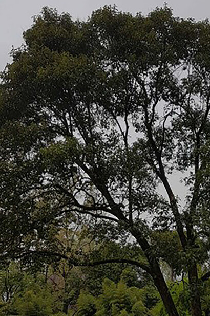 Uno scorcio del Parco Sgaravatti