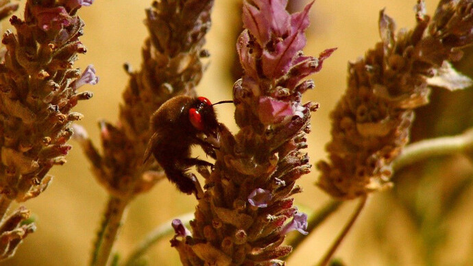 Abeja aceitera posada sobre una lavanda capturada en el Valle de Elqui, Chile