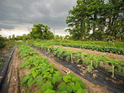 Grow Dat Youth Farm fomenta un grupo diverso de jóvenes líderes a través del trabajo significativo de cultivar alimentos, 2022, New Orleans. EE. UU.