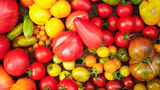 Recuerdo que fue en septiembre cuando apareció por los pasillos el coleccionista de jitomates