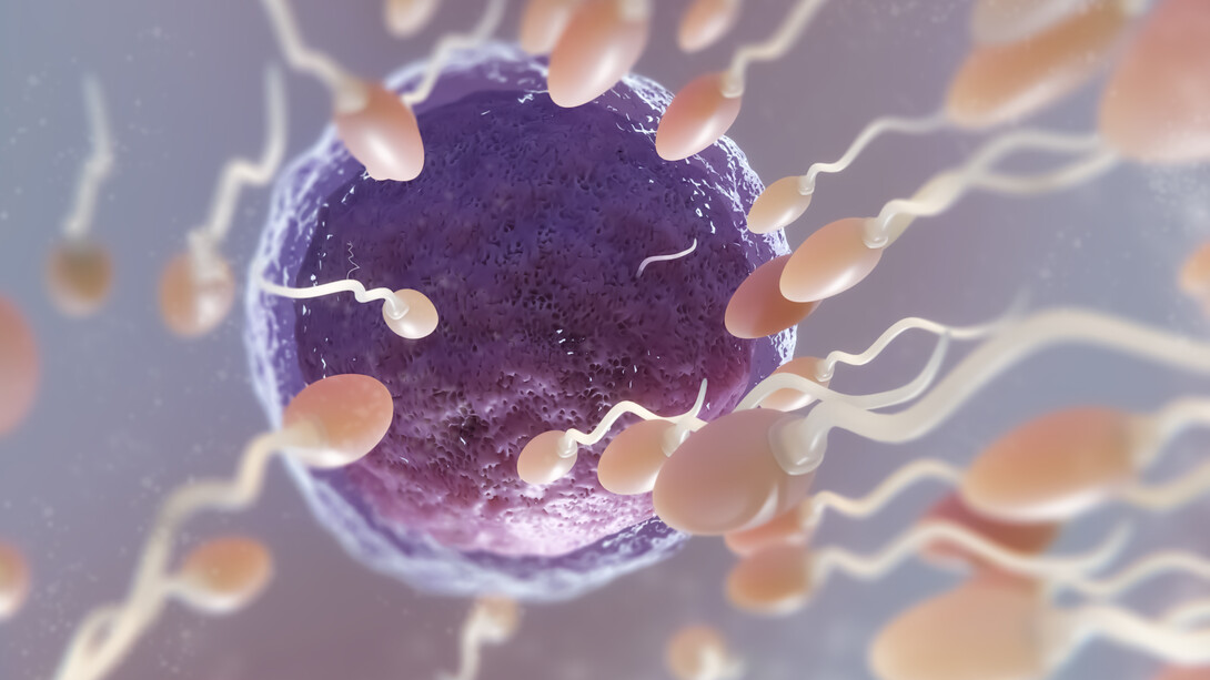 La “diferencia sexual” fue uno de los más grandes avances biológicos en la naturaleza y en el caso del ser humano no se logró por imposición sociales o religiosas