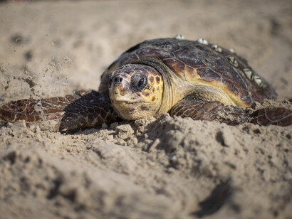 Caretta caretta