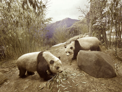 Panda diorama, Field Museum of Natural History, Chicago 
