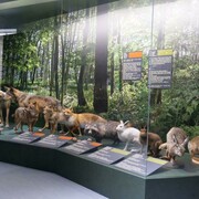 Mammals of Latvia, exhibition view. Courtesy of the Latvian National Museum of Natural History